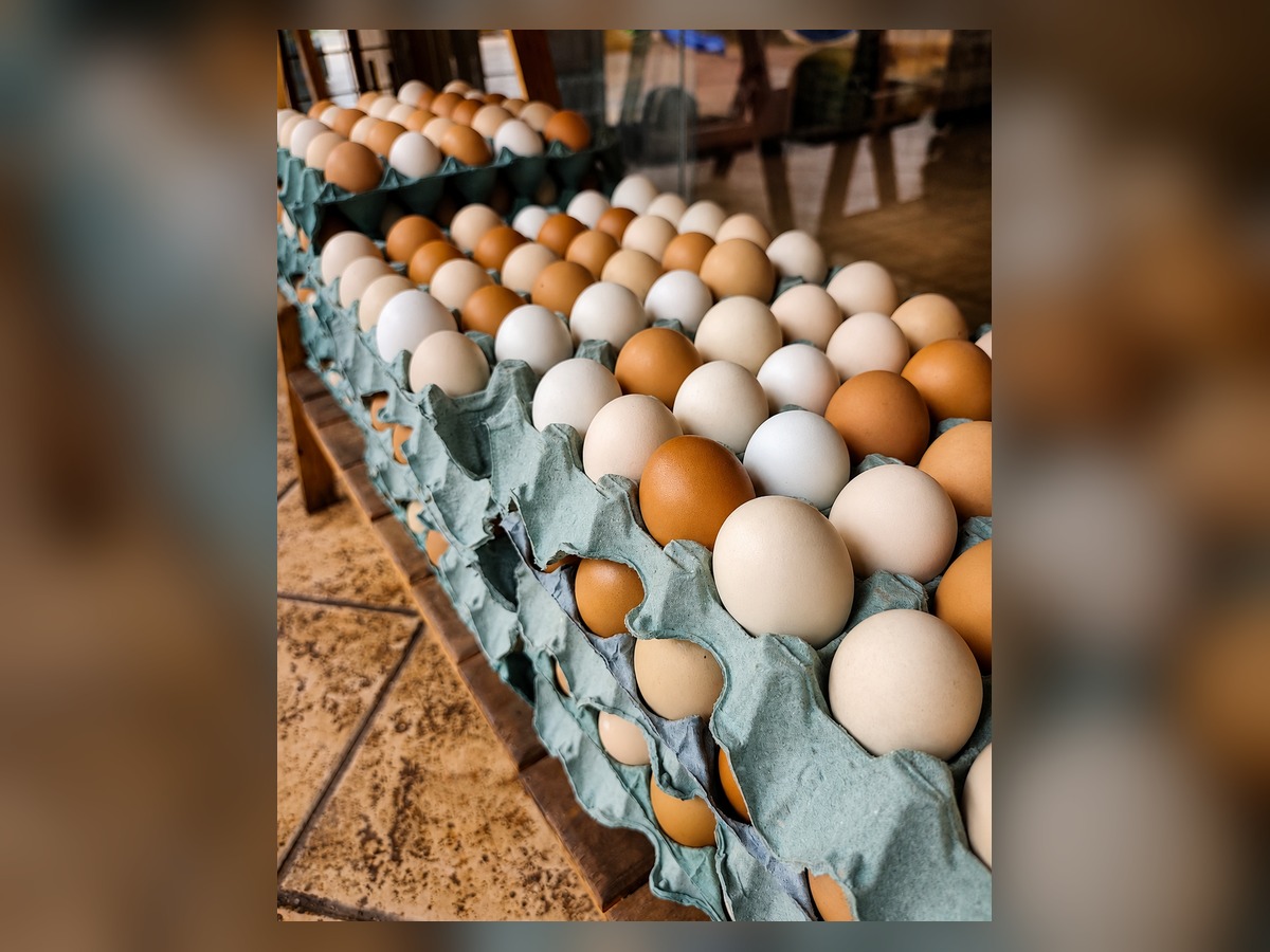 Bandejas de ovos caipiras brancos e marrons empilhadas no balcão de madeira